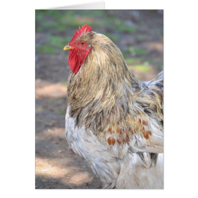 King Of The Roost (Front)