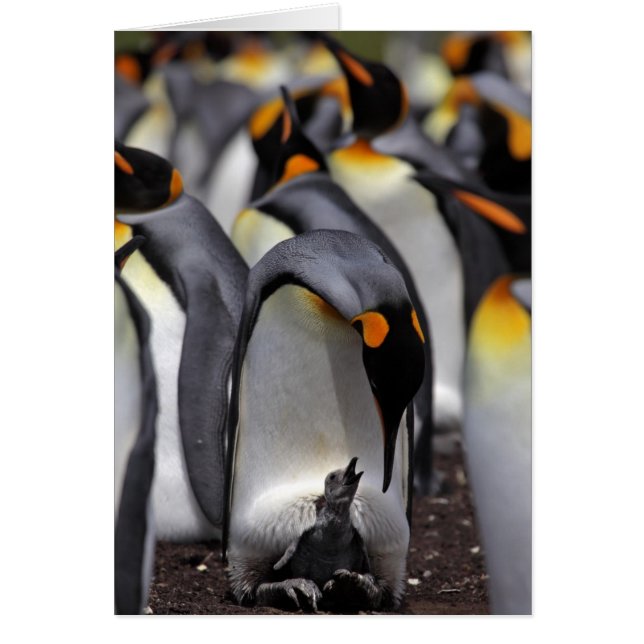 King Penguin (Devant)