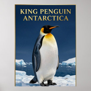 🐧 King Penguin Antarctica Wildlife Poster