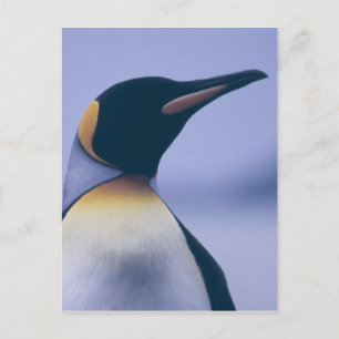 King Penguin Postcard