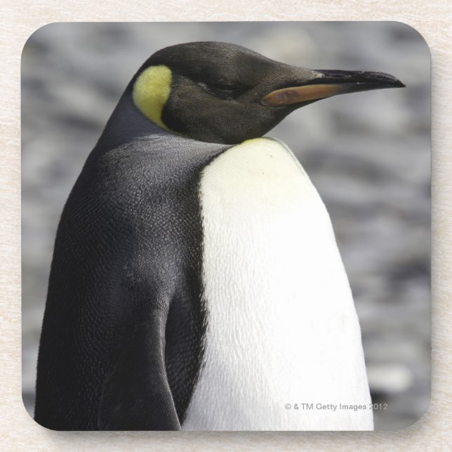 King Penguin, Salisbury Plain, South Georgia Coaster (Front)