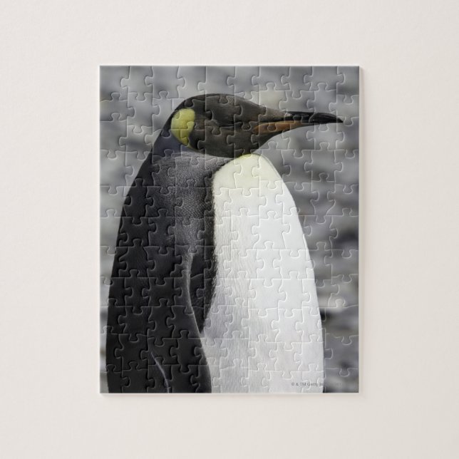 King Penguin, Salisbury Plain, South Georgia Jigsaw Puzzle (Vertical)