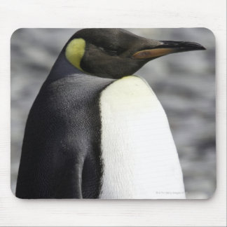 King Penguin, Salisbury Plain, South Georgia Mouse Pad