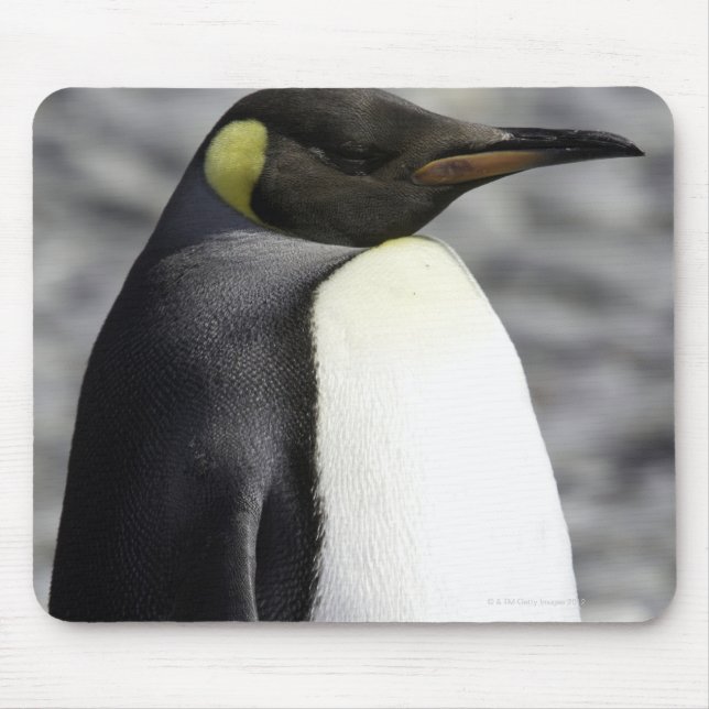 King Penguin, Salisbury Plain, South Georgia Mouse Pad (Front)