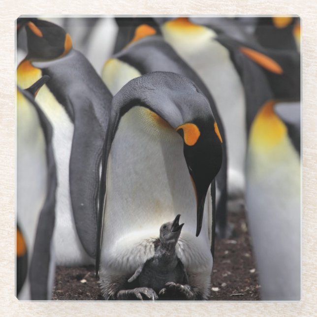 King Penguin with Chick Glass Coaster (Front)