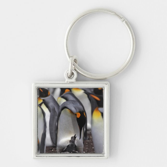 King Penguin with Chick Keychain (Front)