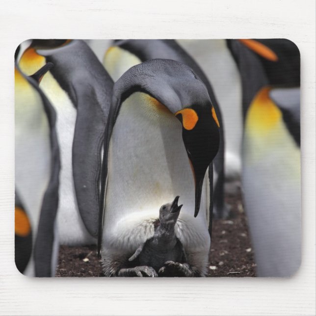 King Penguin with Chick Mouse Pad (Front)