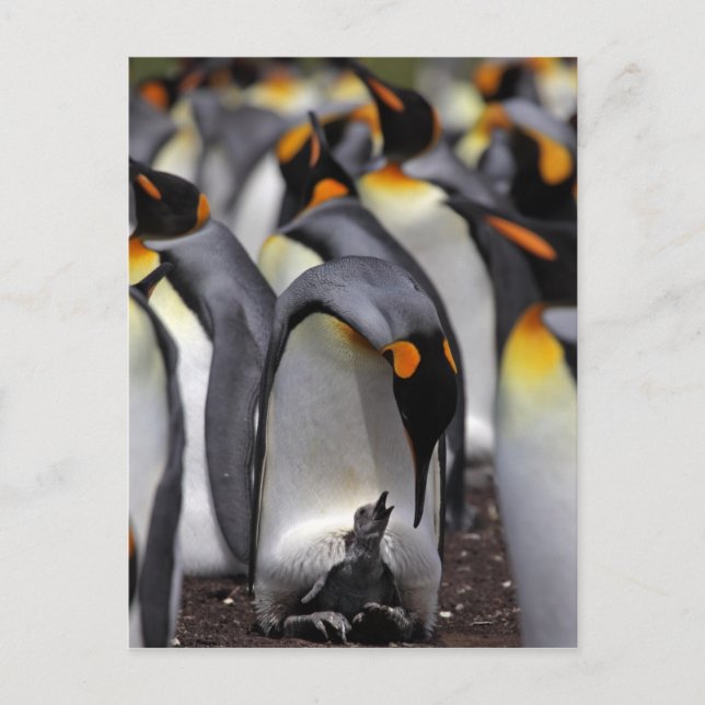 King Penguin with Chick Postcard (Front)