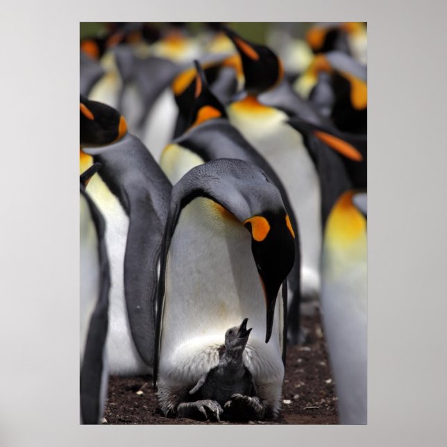 King Penguin with Chick Poster (Front)