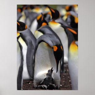 King Penguin with Chick Poster