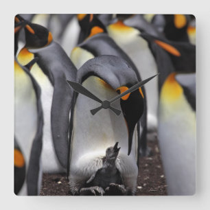 King Penguin with Chick Square Wall Clock