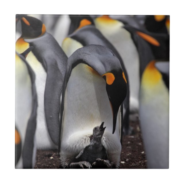 King Penguin with Chick Tile (Front)