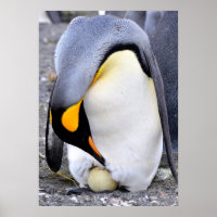 King Penguin with Egg