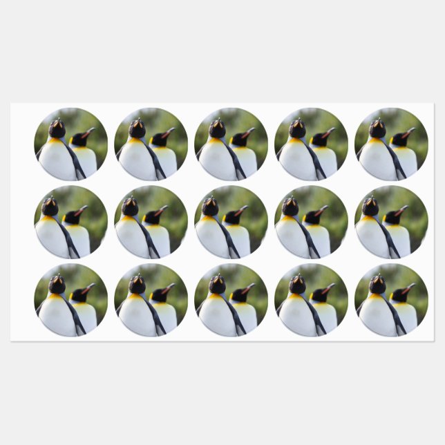 King penguins (Sheet)