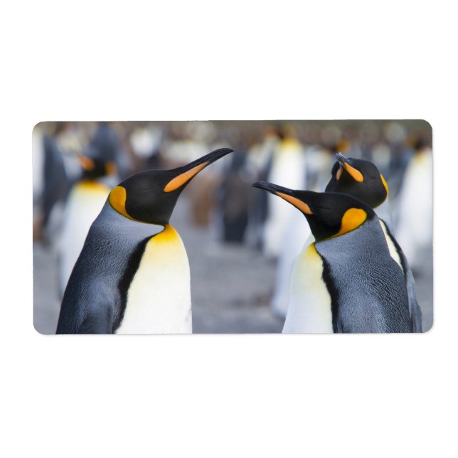 King Penguins (Front)