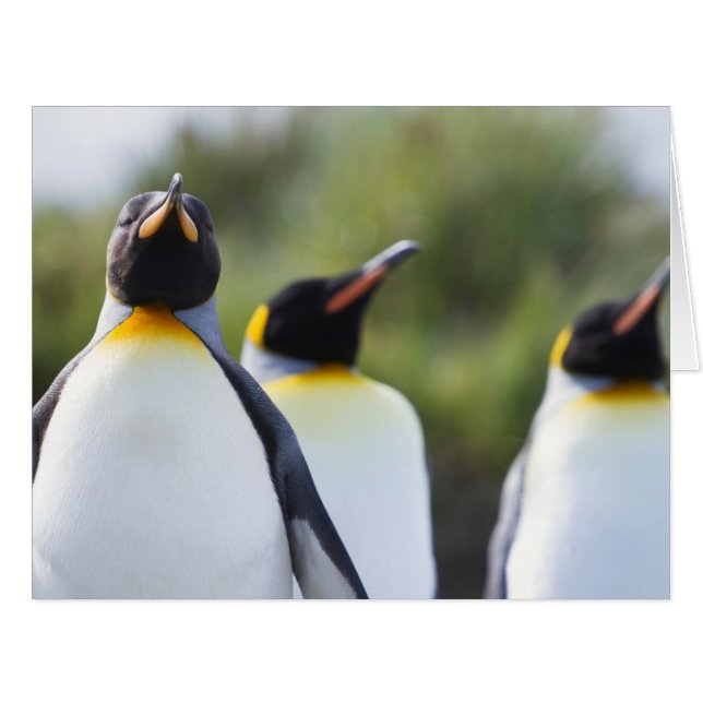 King penguins (Front Horizontal)