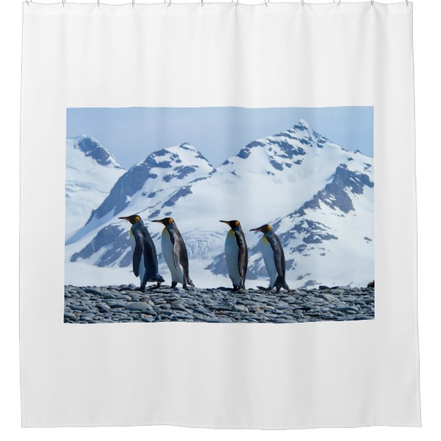 King Penguins at South Georgia (Front)