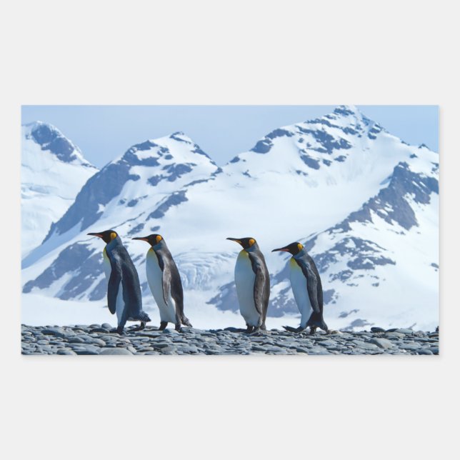 King Penguins at South Georgia Sticker (Front)