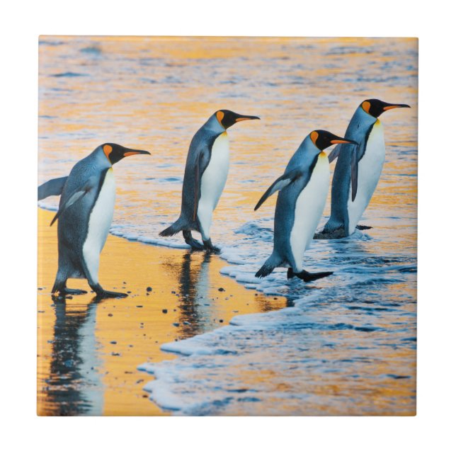 King Penguins at Sunrise - tile (Front)