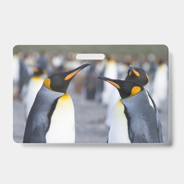King Penguins Badge (Front)