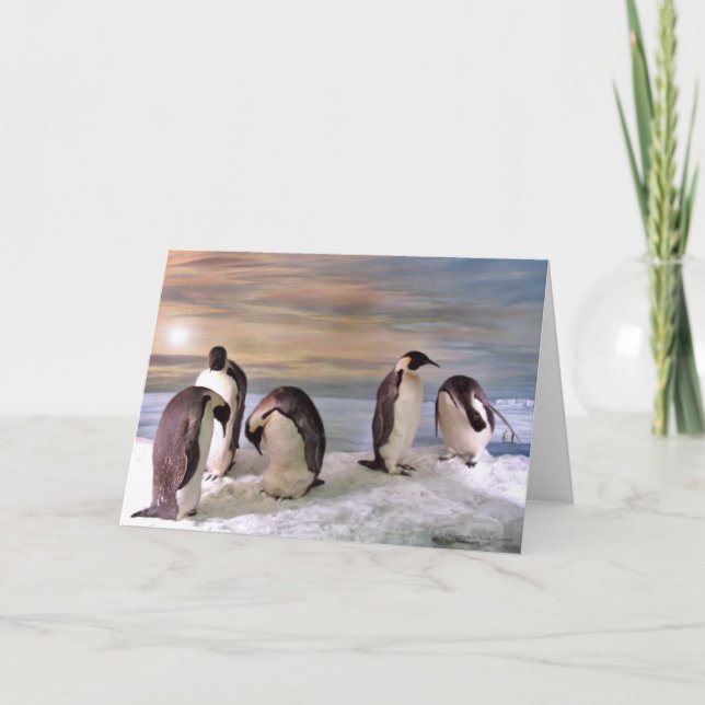 King penguins card (Front)