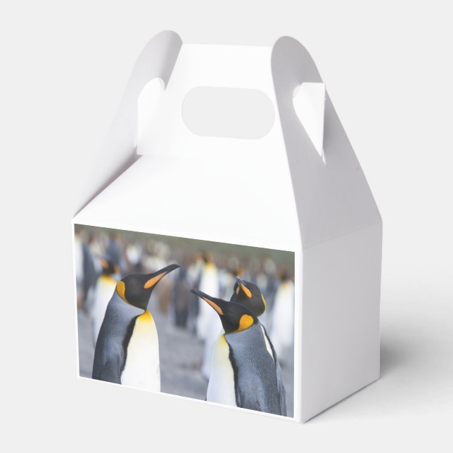King Penguins Favor Box (Back Side)