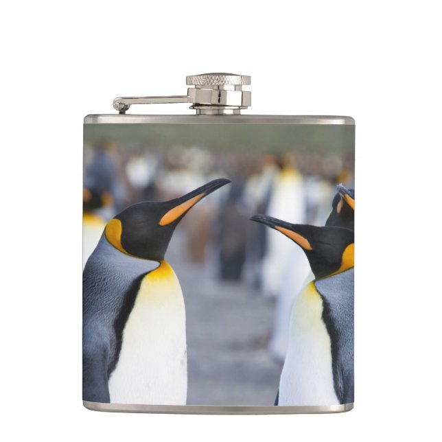 King Penguins Hip Flask (Front)
