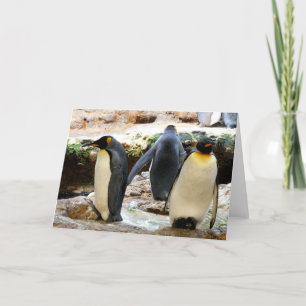 King Penguins Holiday Card