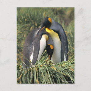 King penguins Lovers Postcard
