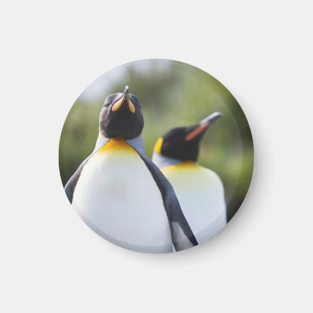 King penguins magnet (Front)