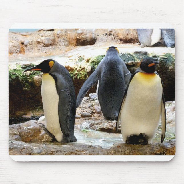 King Penguins Mouse Pad (Front)