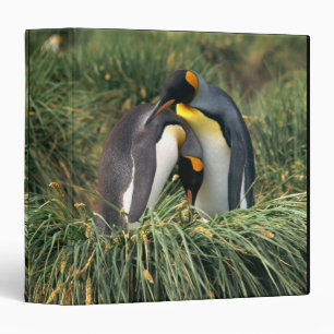 King penguins nuzzling binder