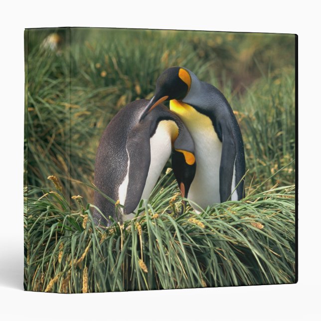 King penguins nuzzling binder (Front/Spine)