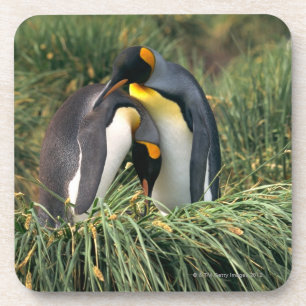 King penguins nuzzling coaster
