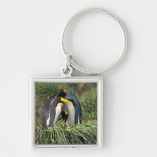 King penguins nuzzling keychain