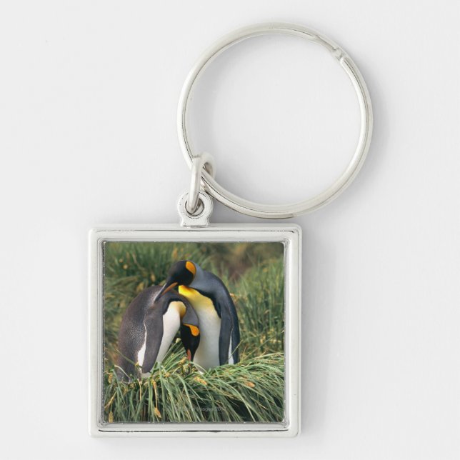 King penguins nuzzling keychain (Front)