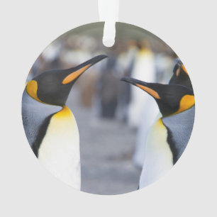 King Penguins Ornament