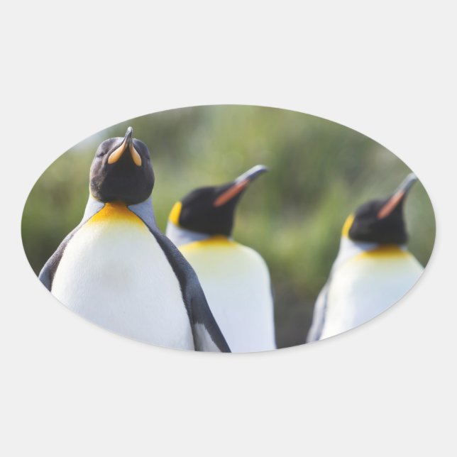 King penguins oval sticker (Front)