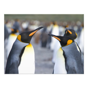 King Penguins Photo Print