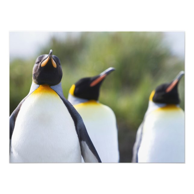 King penguins photo print (Front)