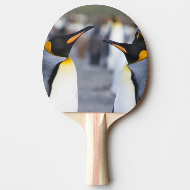 King Penguins Ping Pong Paddle (Front)