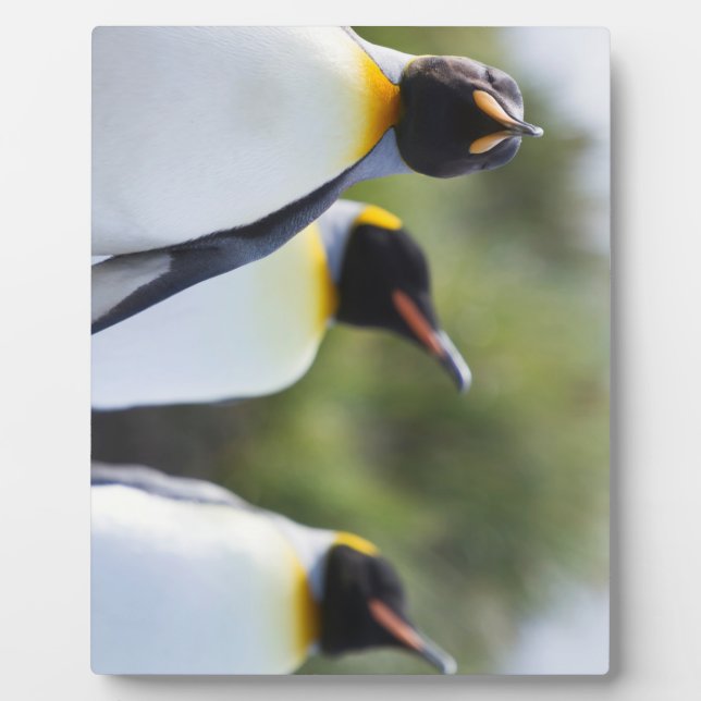 King penguins plaque (Front)