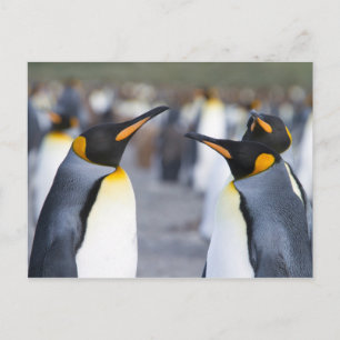 King Penguins Postcard