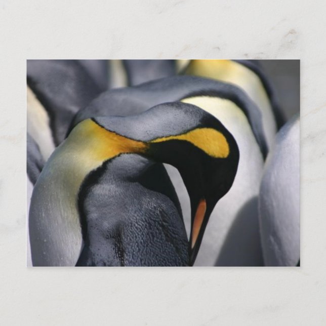 King Penguins - Postcard (Front)