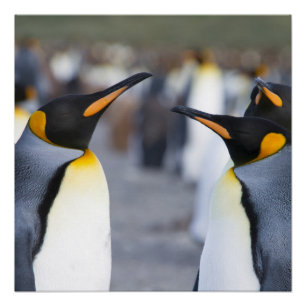 King Penguins Poster