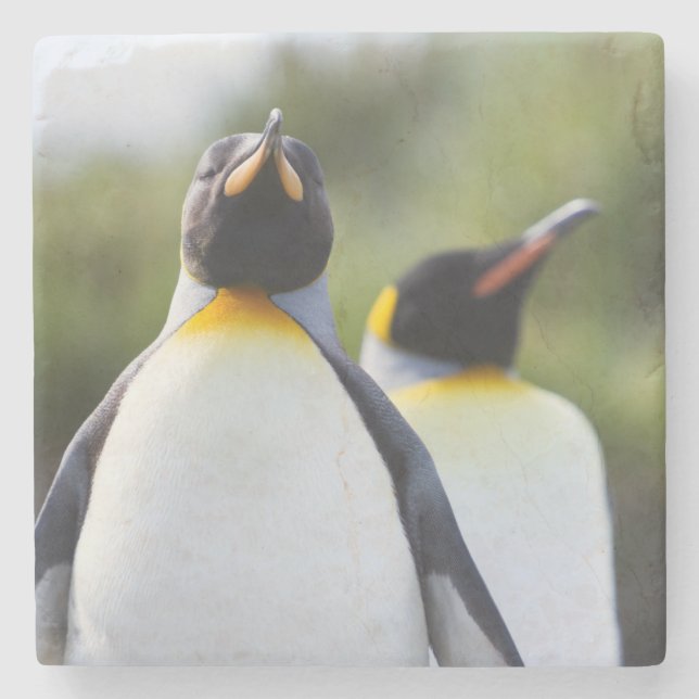King penguins stone coaster (Front)