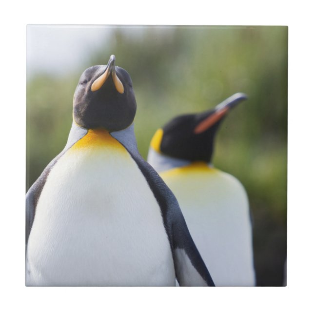 King penguins tile (Front)