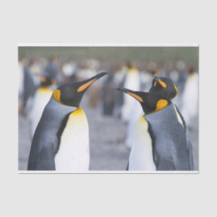 King Penguins Tissue Paper