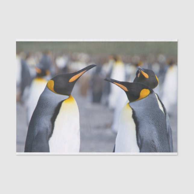 King Penguins Tissue Paper (Front)