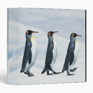 King Penguins walking in single file Binder